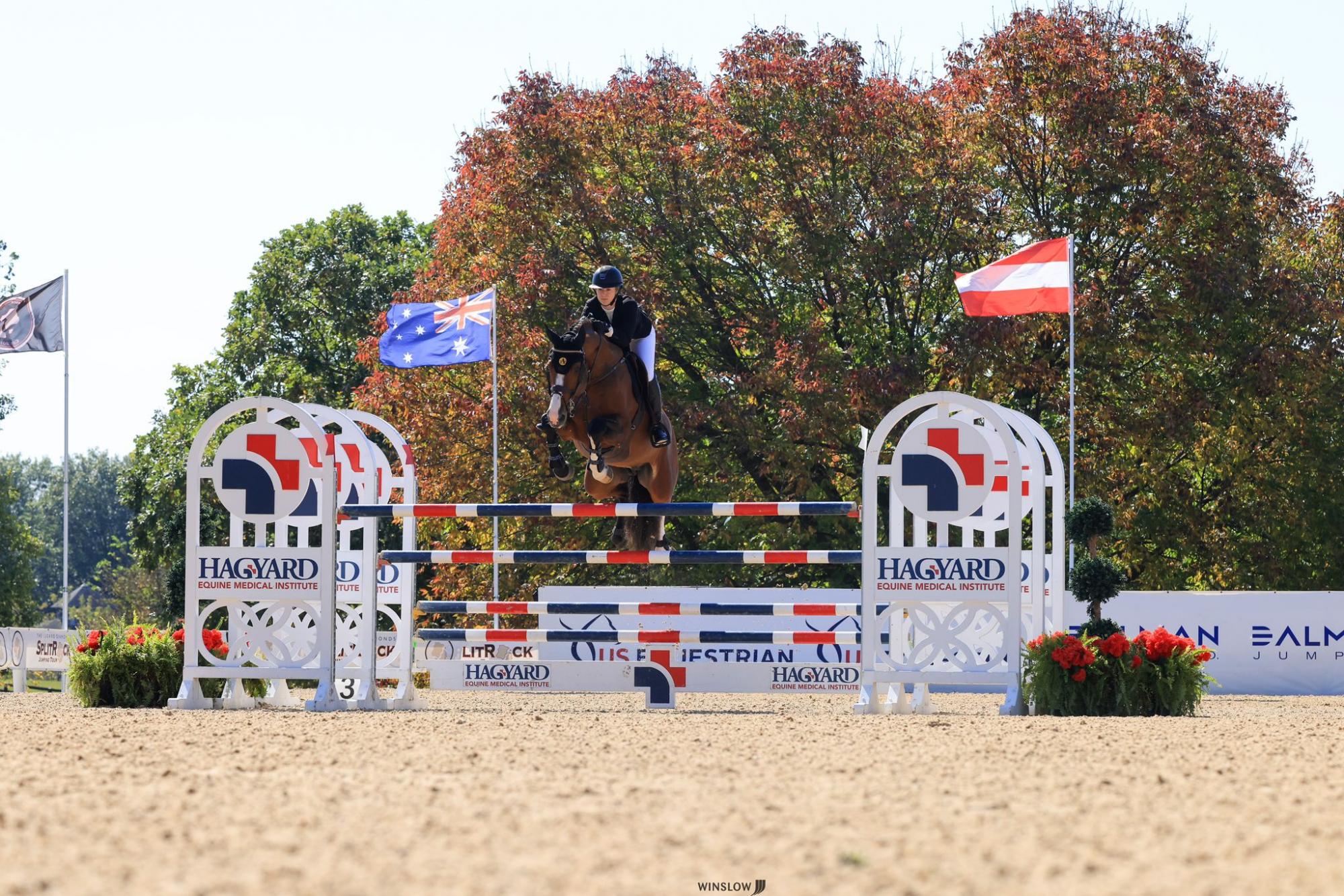 オーダー Panter jvh | JV Horses