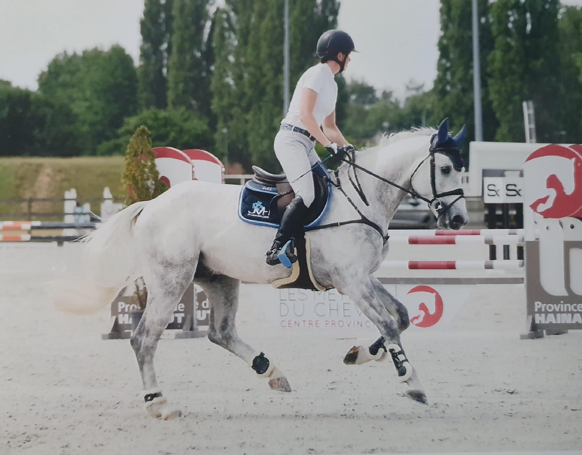 Calimero jvh z | JV Horses